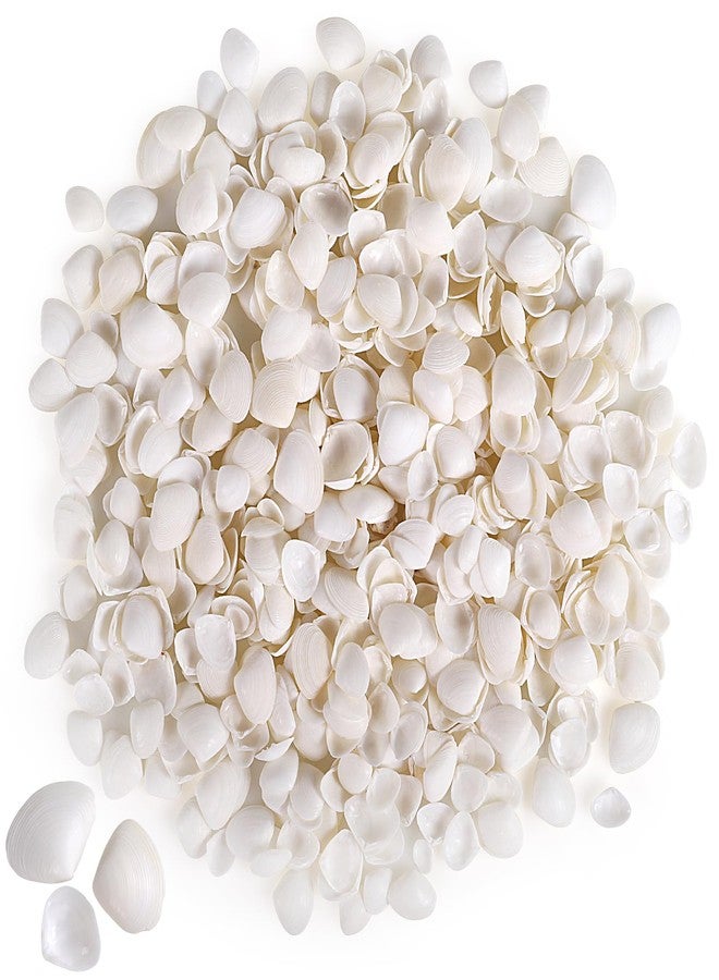 PPCLION 600 Pcs Natural Tiny Small Sea Shells White Clam Shells for DIY Craft, Jewelry Making, Home Decor, Vase Fillers - Image 1